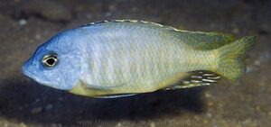 Otopharynx sp. 'auromarginatus jakuta' Chizumulu Island'