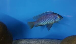 Otopharynx sp. 'auromarginatus mara' Mara Point