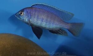 Otopharynx sp. 'auromarginatus mara' Mara Point