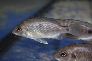 Otopharynx sp. 'auromarginatus mara' Mara Point