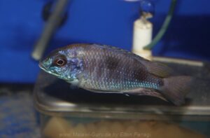 Otopharynx sp. 'auromarginatus mara' Mara Point