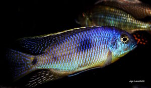 Otopharynx sp. 'auromarginatus margrette' Maingano Island'auromarginatus margrette' Maingano Island Otopharynx sp. 'auromarginatus margrette'