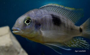 Otopharynx sp. 'auromarginatus margrette' Maingano Island