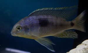 Otopharynx sp. 'auromarginatus margrette' Maingano Island
