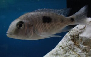 Otopharynx sp. 'auromarginatus margrette' Maingano Island