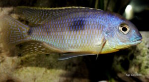 Otopharynx sp. 'auromarginatus margrette'