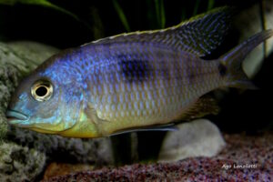 Otopharynx sp. 'auromarginatus margrette' Maingano Island