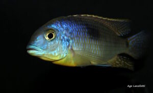 Otopharynx sp. 'auromarginatus margrette' Maingano Island'auromarginatus margrette' Maingano Island Otopharynx sp. 'auromarginatus margrette' Maingano Island