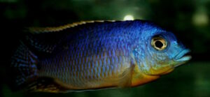 Otopharynx sp. 'auromarginatus margrette' Likoma Island