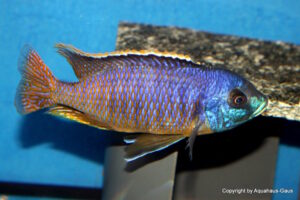Otopharynx sp. 'auromarginatus margrette' Likoma Island