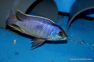 Otopharynx sp. 'auromarginatus margrette' Likoma Island