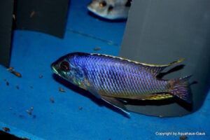 Otopharynx sp. 'auromarginatus margrette' Likoma Island