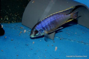 Otopharynx sp. 'auromarginatus margrette' Likoma Island