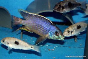 Otopharynx sp. 'auromarginatus margrette' Likoma Island
