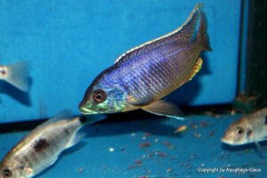 Otopharynx sp. 'auromarginatus margrette' Likoma Island