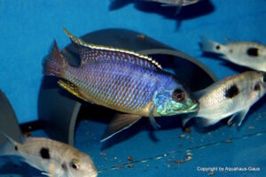 Otopharynx sp. 'auromarginatus margrette'