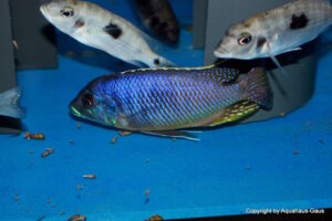 Otopharynx sp. 'auromarginatus margrette' Likoma Island
