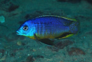 Otopharynx sp. 'auromarginatus margrette' Maingano Island'auromarginatus margrette' Maingano Island Otopharynx sp. 'auromarginatus margrette' Maingano Island