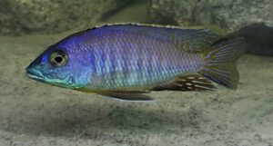 Otopharynx sp. 'heterodon longnose'