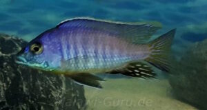 Otopharynx sp. 'heterodon longnose' Lundo