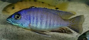Otopharynx sp. 'heterodon longnose'