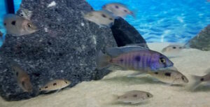 Otopharynx sp. 'heterodon longnose'