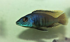 Otopharynx sp. 'heterodon longnose'
