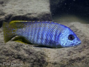 Otopharynx sp. 'heterodon nankumba'