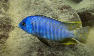 Otopharynx sp. 'heterodon nankumba' Mitande Reef