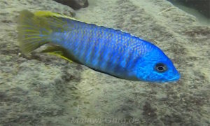 Otopharynx sp. 'heterodon nankumba'