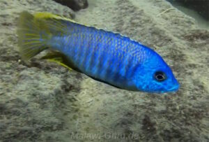 Otopharynx sp. 'heterodon nankumba' Mitande Reef