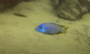 Otopharynx sp. 'heterodon nankumba' Mitande Reef'heterodon nankumba' Mitande Reef Otopharynx sp. 'heterodon nankumba' Mitande Reef