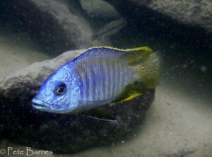 Otopharynx sp. 'heterodon nankumba' Mitande Reef'heterodon nankumba' Mitande Reef Otopharynx sp. 'heterodon nankumba' Mitande Reef