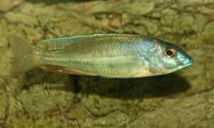 Otopharynx sp. 'silver torpedo' Senga Bay