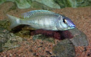 Otopharynx sp. 'silver torpedo' Senga Bay