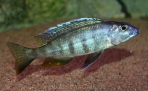 Otopharynx sp. 'silver torpedo' Senga Bay