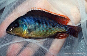 Otopharynx sp. 'spots'