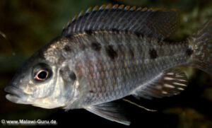 Otopharynx sp. 'spots' Nkhomo Reef