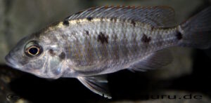 Otopharynx sp. 'spots'