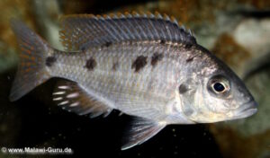 Otopharynx sp. 'spots' Nkhomo Reef
