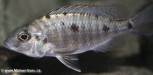 Otopharynx sp. 'spots'
