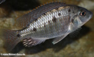 Otopharynx sp. 'spots' Nkhomo Reef