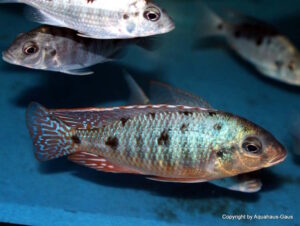 Otopharynx sp. 'spots' Nkhomo Reef