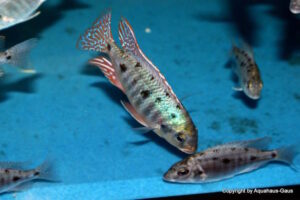 Otopharynx sp. 'spots' Nkhomo Reef