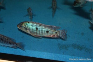 Otopharynx sp. 'spots' Nkhomo Reef