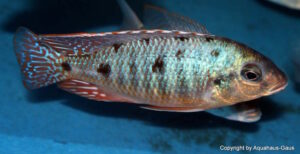 Otopharynx sp. 'spots' Nkhomo Reef