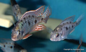 Otopharynx sp. 'spots' Nkhomo Reef