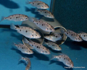 Otopharynx sp. 'spots' Nkhomo Reef