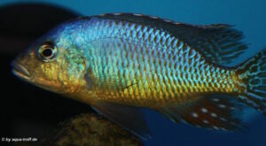 Otopharynx sp. 'spots'