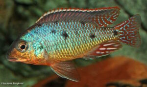 Otopharynx sp. 'spots'